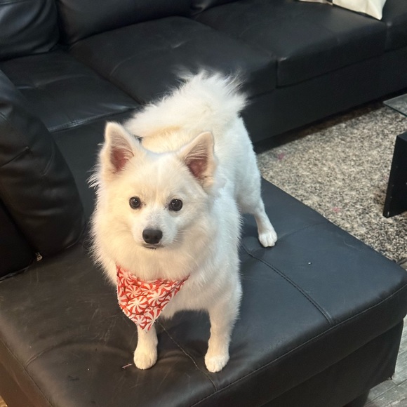 Meet your Posher, Winter - Picture 5 of 6